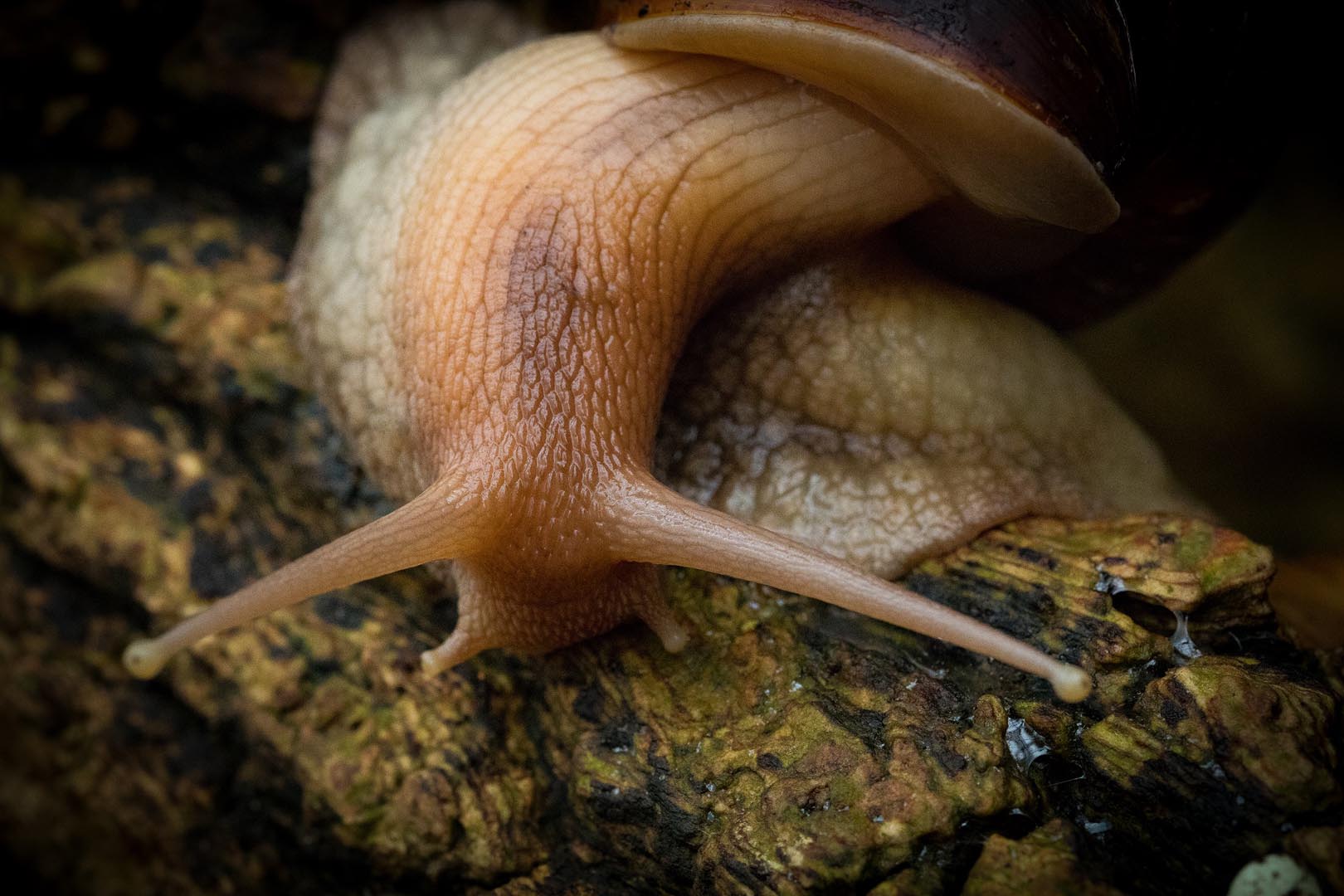 Close up image of Giant African land snail on log with face pointed toward camera